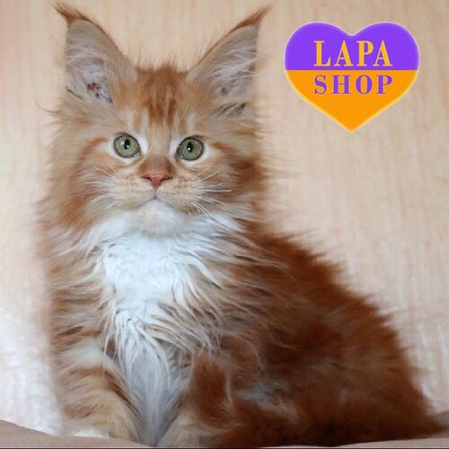 Hammer — очаровательный котенок породы мейн-кун в роскошной рыже-белой шубке