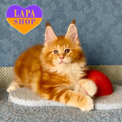 Harley — очаровательний мейн-кун в роскошной красно-мраморной шубке