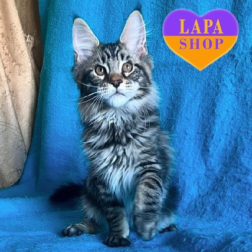 Кошечка породы мейн-кун в роскошной мраморной шубке Hennessy