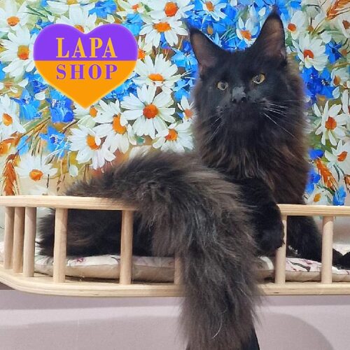 Дуже гарний та крупний котик породи мейн-ку в чорній шубці Казимир