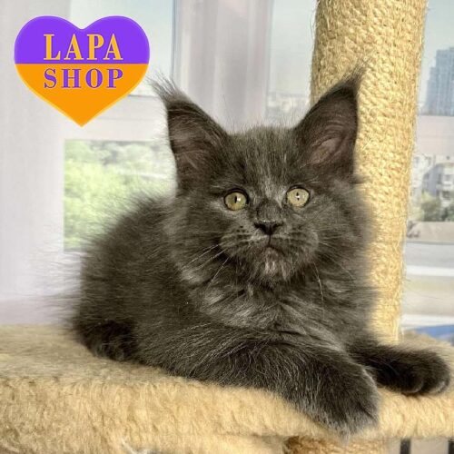 Изысканная кошечка породы мейн-кун с неповторимым голубым дымным окрасом Ornella