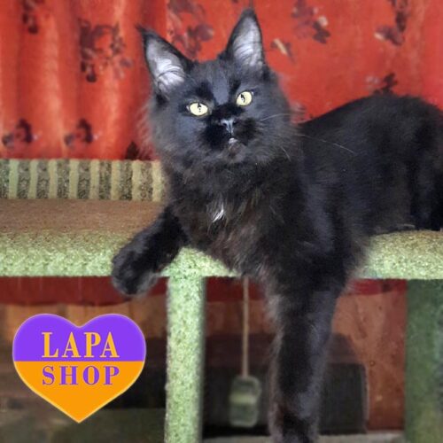 Красавица породы мейн-кун Жемчужина Королевы