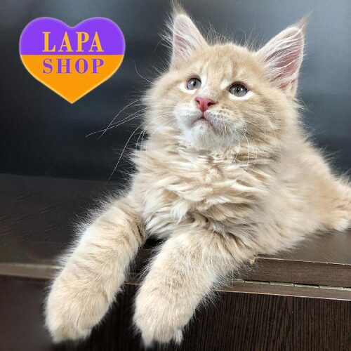 Красунчик породи мейн-кун ніжного кремового забарвлення Quentin