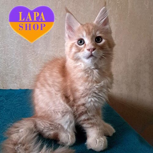 Сute Maine Coon Kitten Rafael