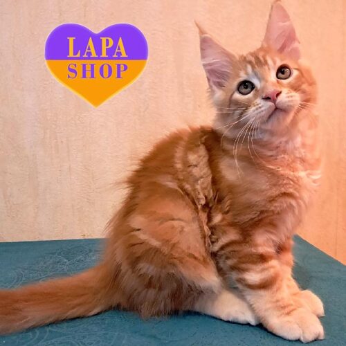 Charming Maine Coon Kitten With Bright Marble Red Color Richard