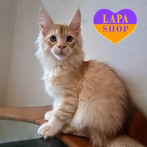 Romeo is a Handsome Maine Coon With a Luxurious Silver Red Marble Color