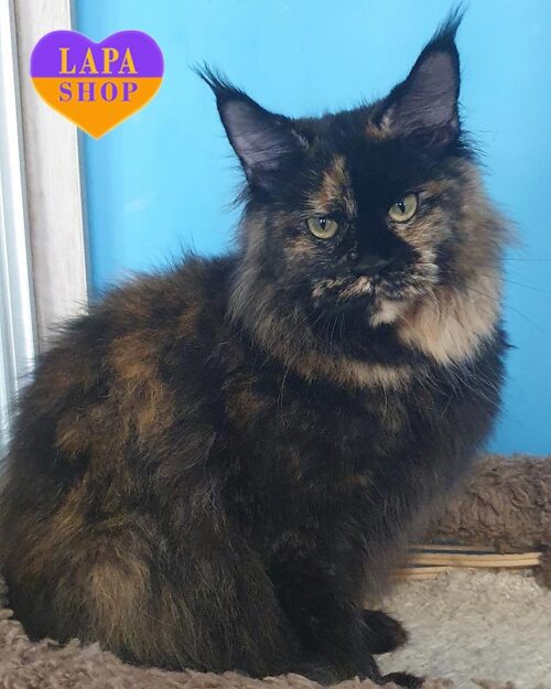 черепахова кішка мейн-кун