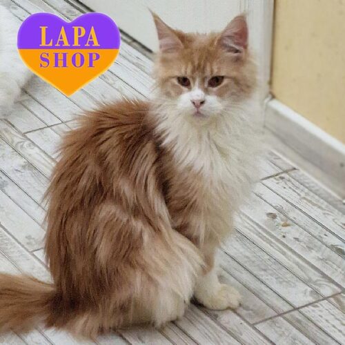 Maine Coon Beauty Zabava