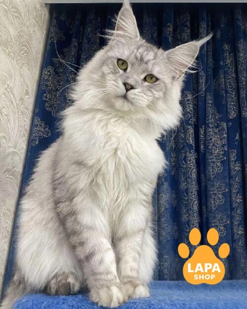 сріблястий мейн-кун