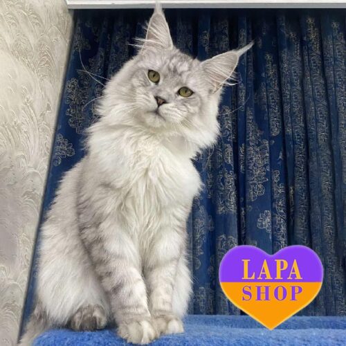 Роскошный мейн-кун в серебристой шубке Zhorik — в разведение