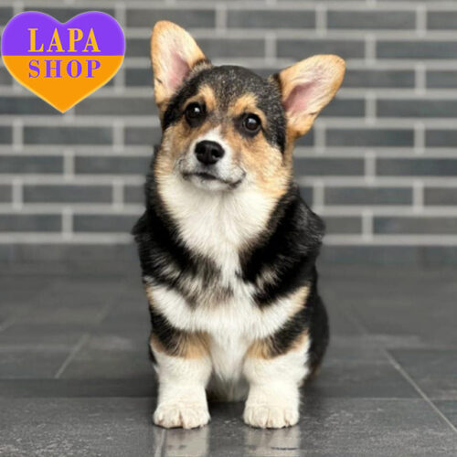 Mercury — милый мальчик породы вельш-корги пемброк