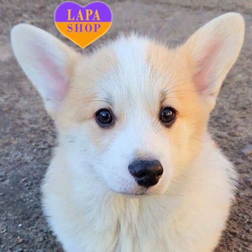 Мерлі — красень породи вельш коргі пемброк чекає на родину