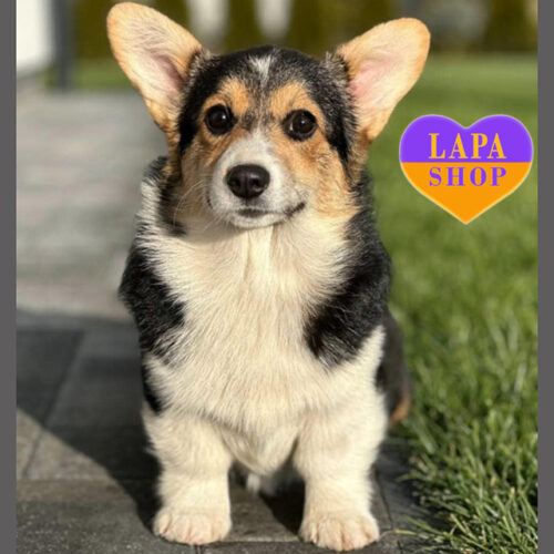 Miracle — девочка породы вельш-корги пемброк