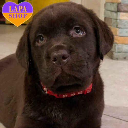 Mollie — Charming Chocolate Labrador Retriever Girl