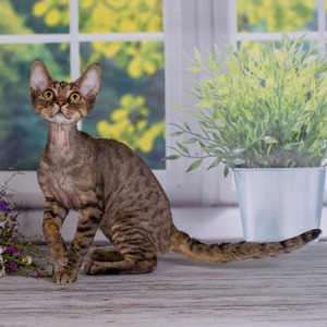 Irvin – милый мальчик породы девон-рекс черной окраски mom 8