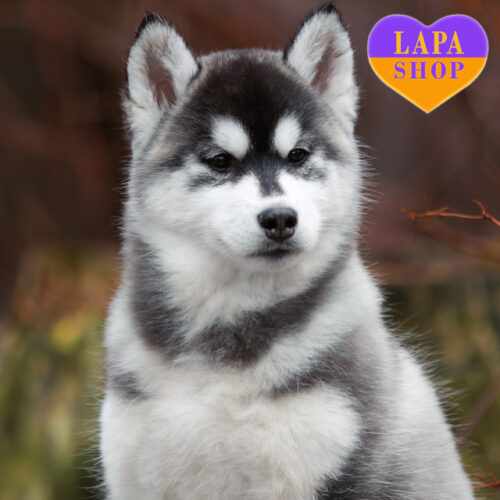 Mononoke — чарівна красуня породи сибірський хаскі чорно-білого забарвлення