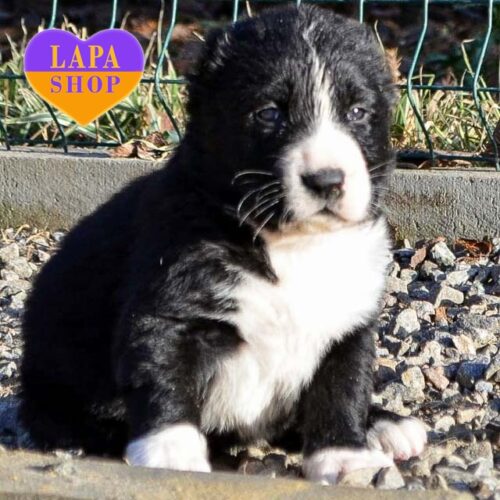 Nabira – черно-белая девочка породы алабай