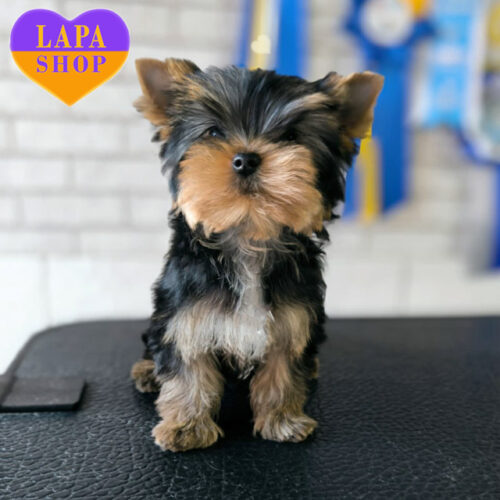 Чарівна красуня породи йоркширський тер'єр Nefertiti