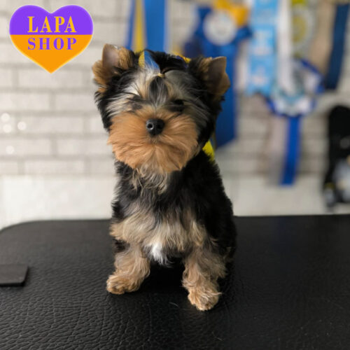 Джентельмен породи йоркширський тер'єр Netflix