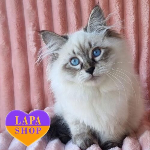 Ilona — грациозная красавица невской маскарадной породы