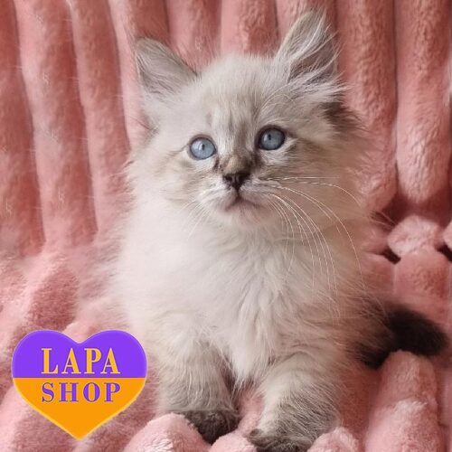 Невский маскарадный красавчик Iris