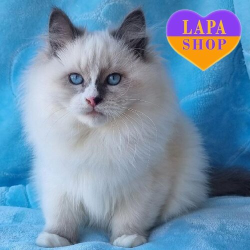 Irvin — очаровательный невский маскарадный котенок