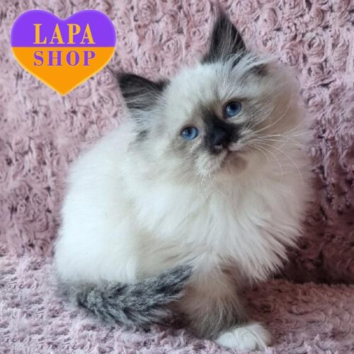 Очаровательный невский маскарадный котенок Iziumchik