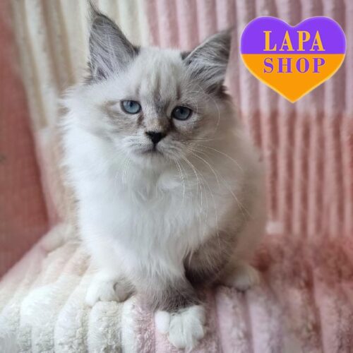 Jerry — очаровательный невский маскарадный котенок