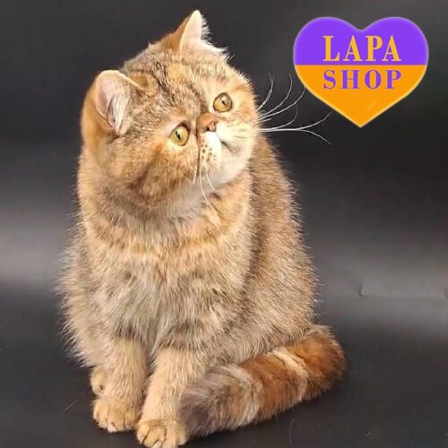 Короткошерстная очаровательная красавица породы экзот Ника