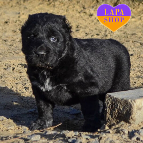 Nurana — красавица породы алабай черно-белой окраски