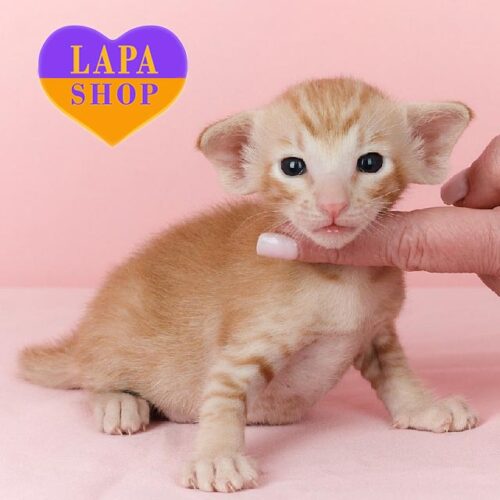 Яркий ориентальный котенок Albion — в разведение