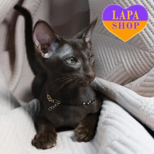 Uzvar — ориентальный красавчик в шоколадной шубке