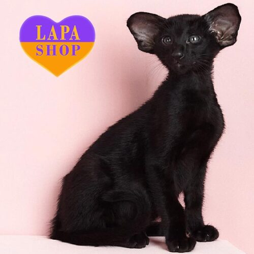 Washington — очаровательный ориентал в черной шубке