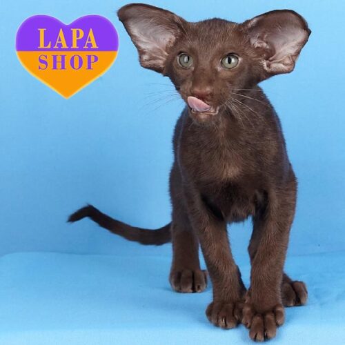 Whisky — ориентальный красавчик шоколадного окраса