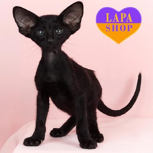 Милый черный ориентальный котенок Winston