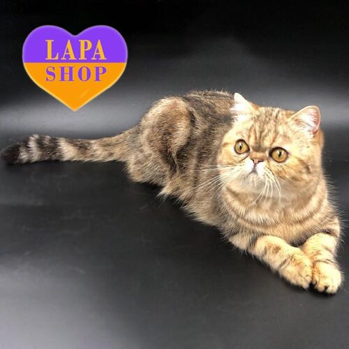 Oscar — Handsome Exotic Shorthair Boy