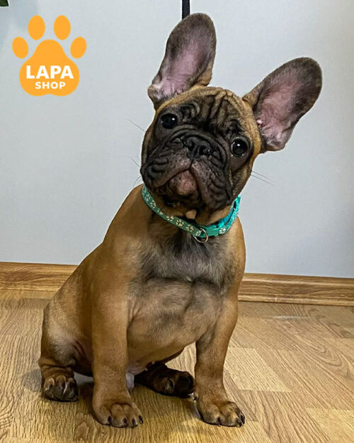 палевий французький бульдог