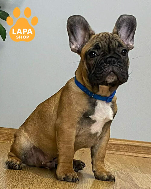 палевий французький бульдог