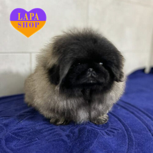 Хлопчик породи пекінес — справжнє чудо