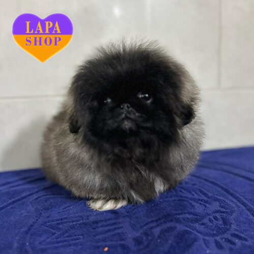 Чарівний хлопчик породи пекінес