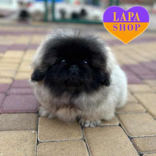 Красунчик породи пекінес — ваш майбутній улюбленець