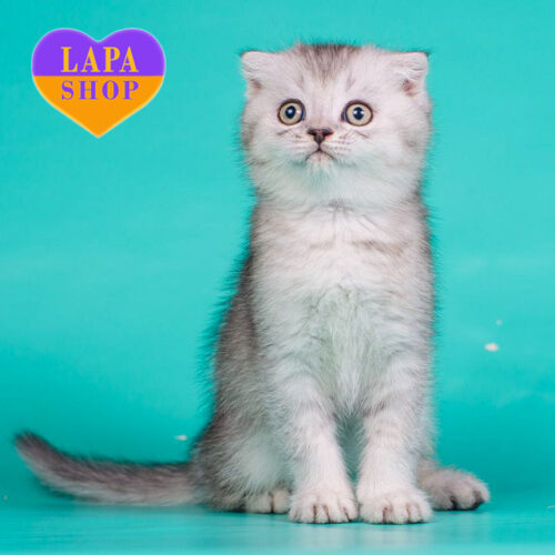 Плюха — милий шотландський висловухий красень