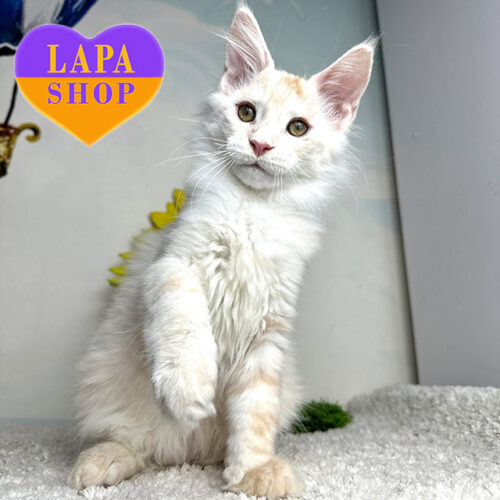 Мейн-кун Пломбірчик —  красунчик з розкішним кремово-сріблястим забарвлення shaded line