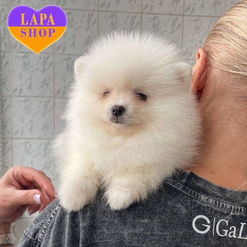 Очаровательная девочка померанский шпиц – маленькое чудо в пушистой шубке