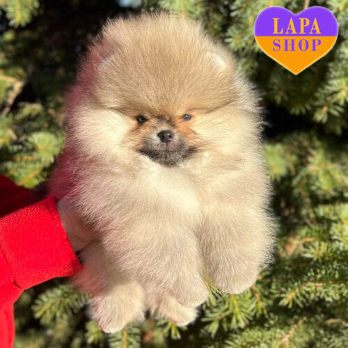 Чарівний хлопчик померанський шпіц в пухнастій шубці