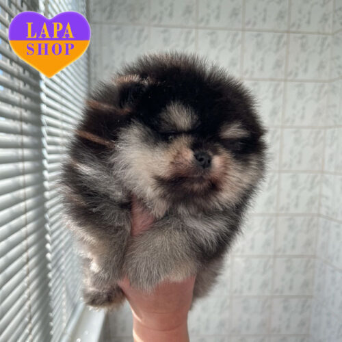 Черно-подпалая девочка породы померанский шпиц