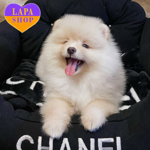 Милая девочка померанский шпиц кремовой окраски