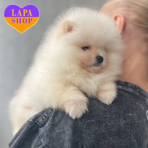 Девочка кремовой окраски породы померанский шпиц