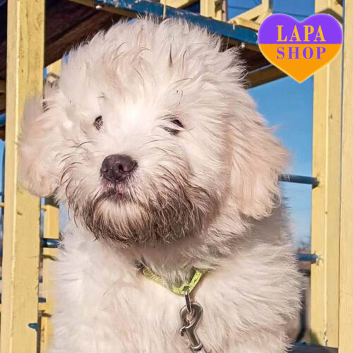 Пташка — дуже ніжка дівчинка породи одіс