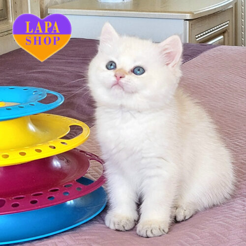 Чарівна британська короткошерста дівчинка Quiana